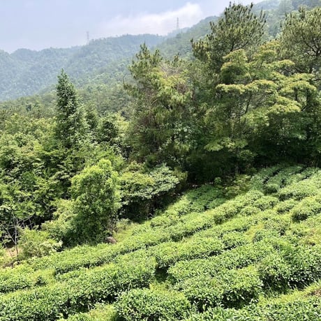 濃香蜜香烏龍茶【20g】