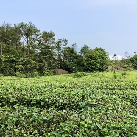 濃香蜜香烏龍茶【20g】