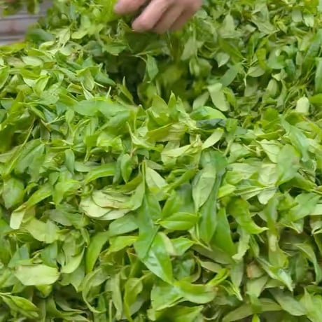 烏崠老欉八仙【10g】