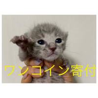 ワンコイン寄付（一口から）