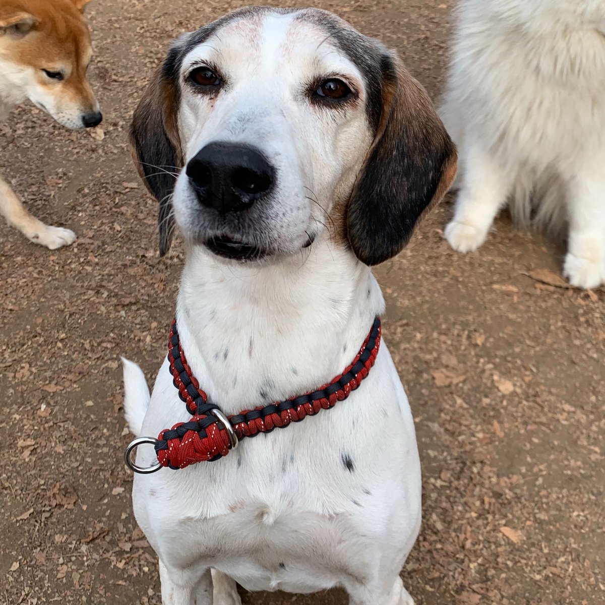 サーモンピンク×水色 パラコード首輪 チョークタイプ 34cm