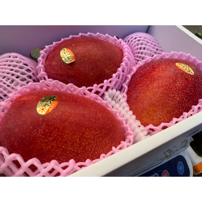 沖縄県産アーウィンマンゴー 1ケース（2キロ） 6月中旬〜8月 | はい