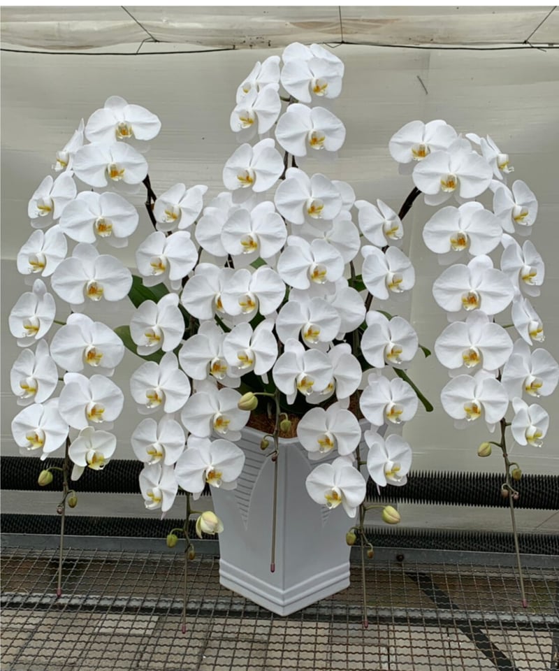 特注品!豪華化粧鉢仕様 大輪胡蝶蘭 白5本立 | 遊蘭館 特注品!豪華化粧鉢仕様 大輪胡蝶蘭 白5本立 | 遊蘭館