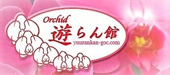遊蘭館
