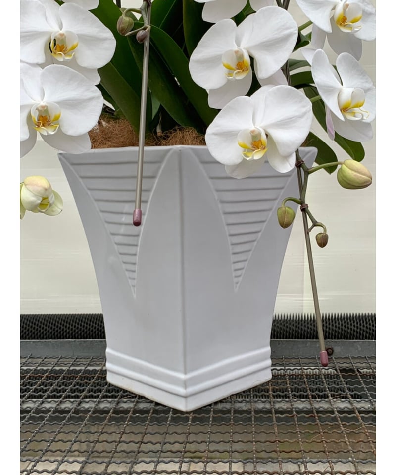 特注品!豪華化粧鉢仕様 大輪胡蝶蘭 白5本立 | 遊蘭館 特注品!豪華化粧鉢仕様 大輪胡蝶蘭 白5本立 | 遊蘭館
