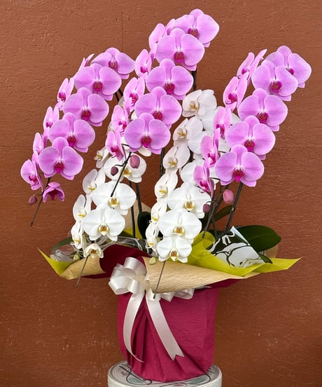 数量限定　紅白仕様胡蝶蘭　5本立　ピンク白ＭＩＸ