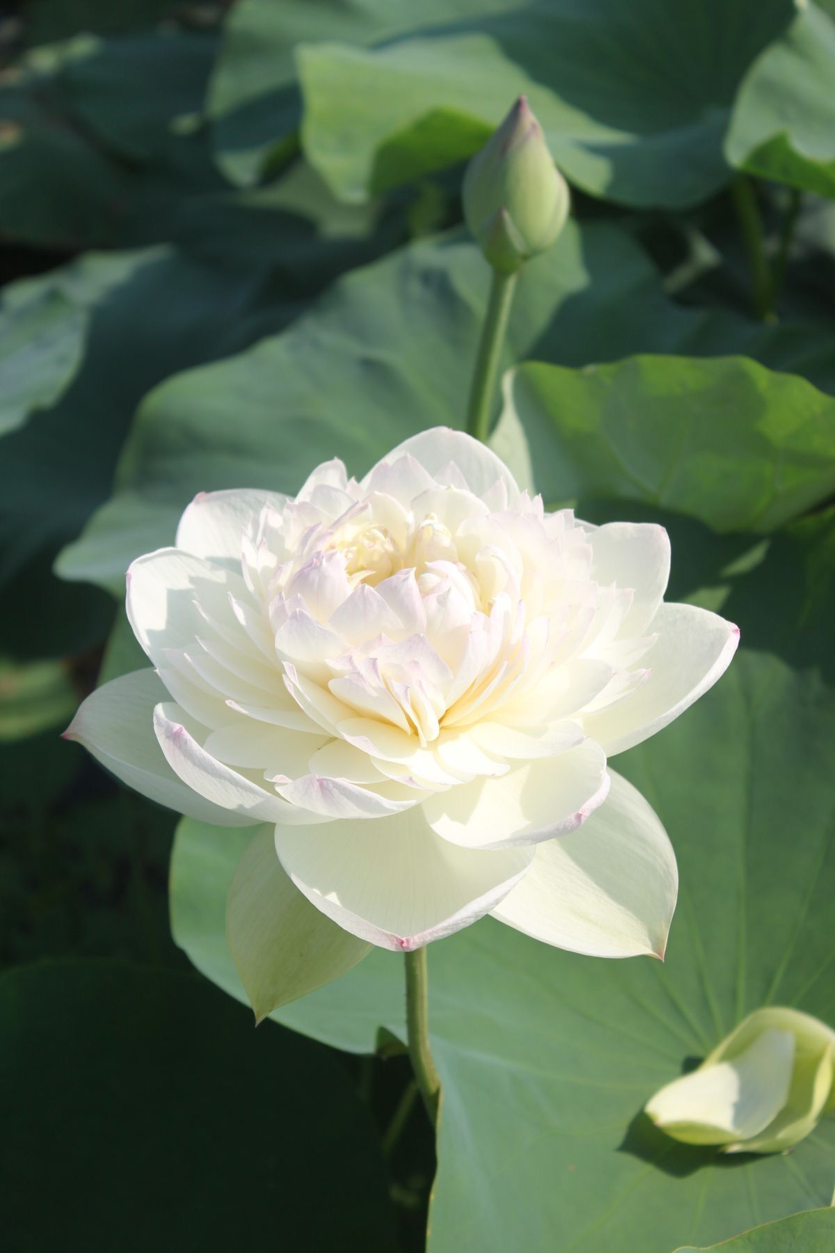 White Lotus / flora eau de toilette | KIANA-flo