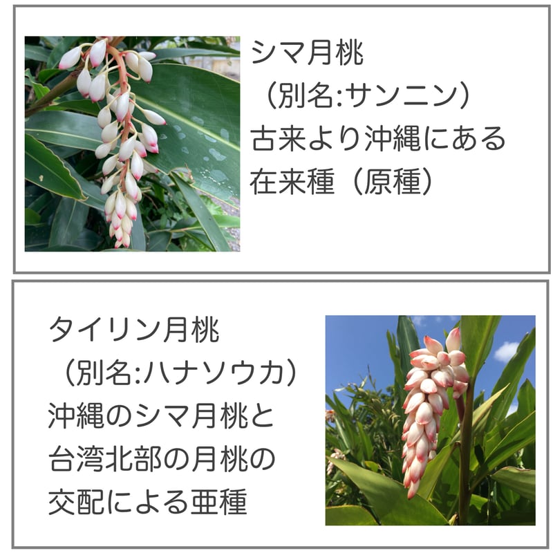 タイリン月桃】ハーブウォーター 200ml | ヨロンシマゲットウ