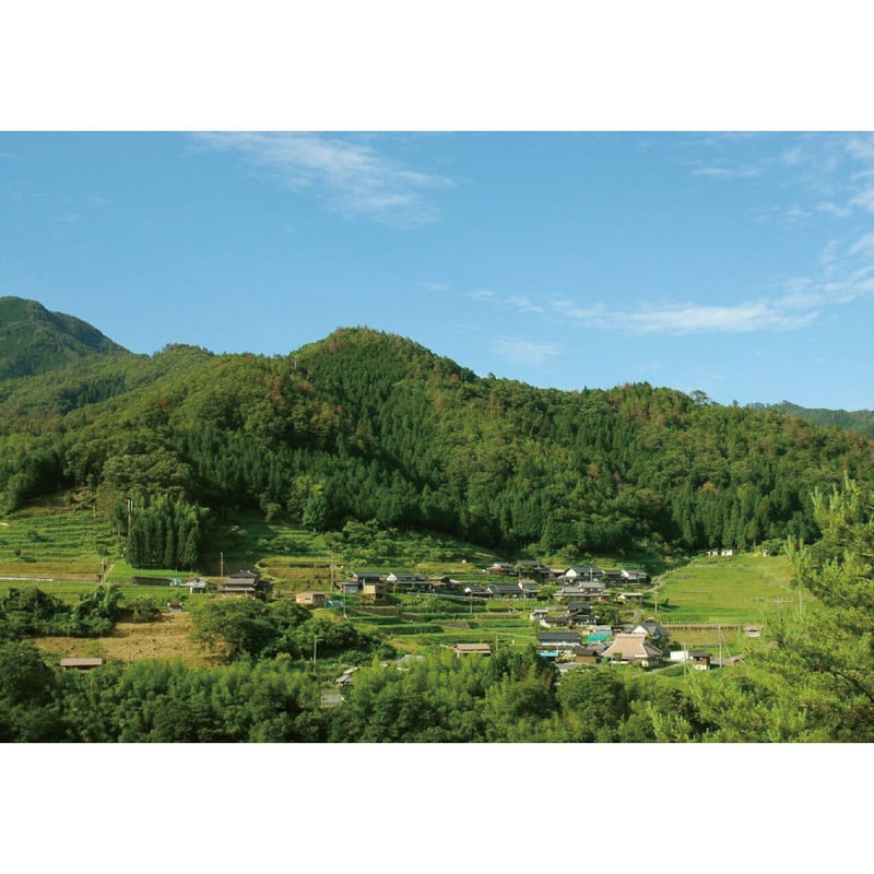 令和7年産☆特別栽培米☆京都丹波産こしひかり／JA京都【5kg】 | こめとも