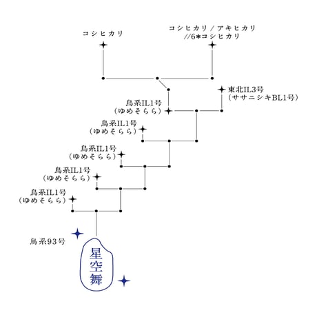 令和6年産★鳥取県産 星空舞（ほしぞらまい）／JA鳥取西部地域限定米【5kg】
