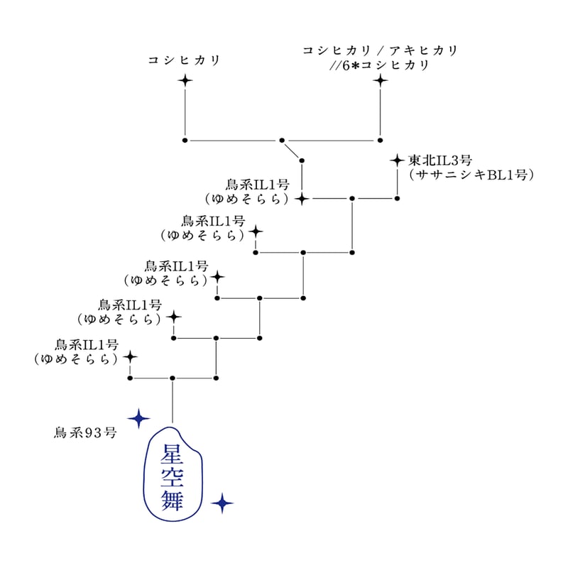 令和7年産☆鳥取県産 星空舞（ほしぞらまい）【5kg】 | こめとも