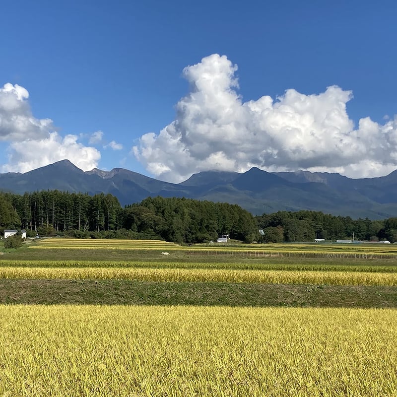令和6年産☆今井清貴さん/特別栽培米 長野県茅野市産ミルキー 令和6年産☆今井清貴さん/特別栽培米 長野県茅野市産ミルキー