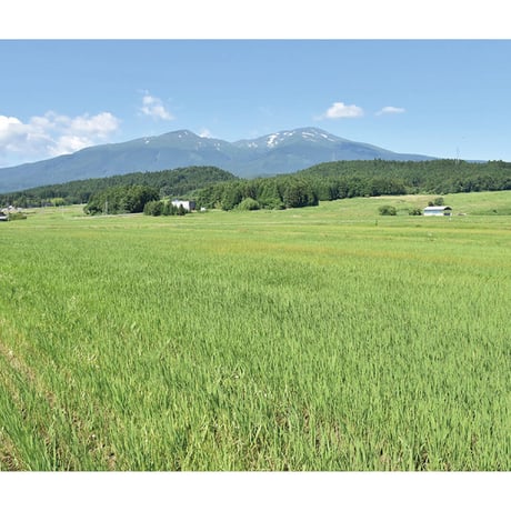令和7年産★特別栽培米★山形県産つや姫／JA鶴岡【5kg】