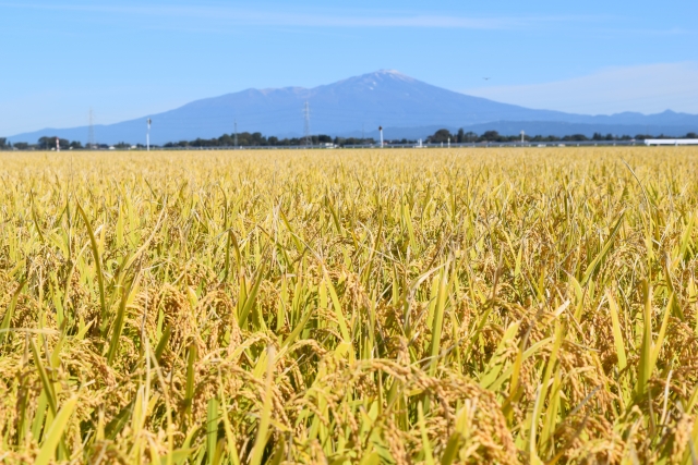 Yuki　いずみ丸干し平干し yj2553_1.jpg