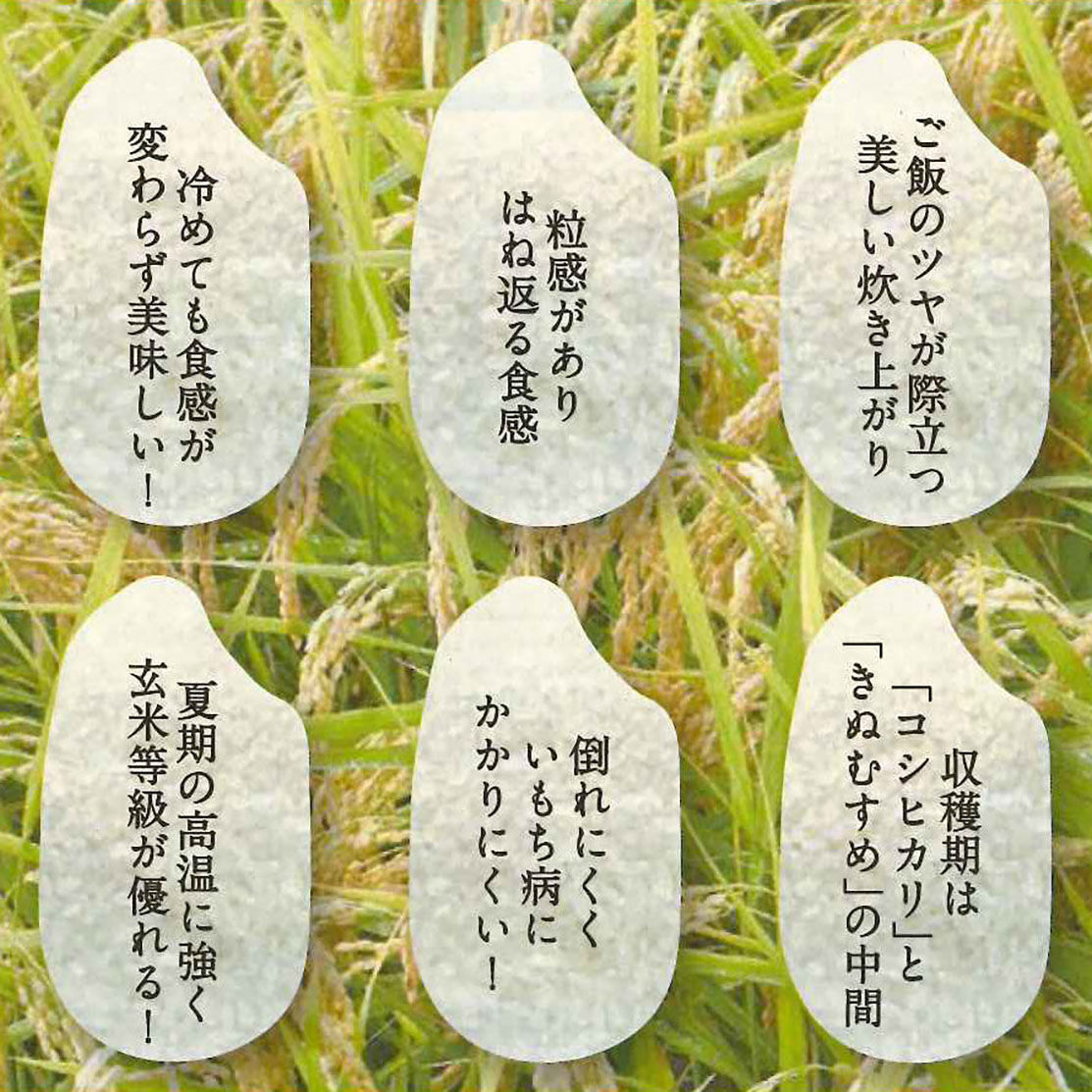 令和7年産☆鳥取県産 星空舞（ほしぞらまい）【5kg】 | こめとも