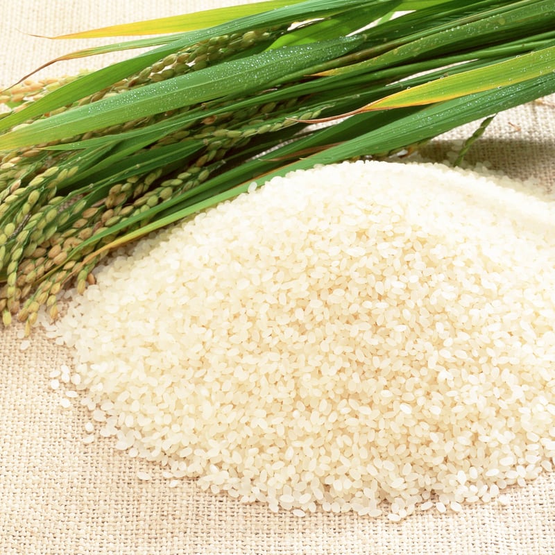 令和6年産☆特別栽培米☆山形県産つや姫/JA鶴岡【5kg】 | こめとも 令和6年産☆特別栽培米☆山形県産つや姫/JA鶴岡【5kg】 | こめとも