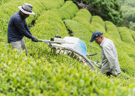茶和花の『飲むお茶』