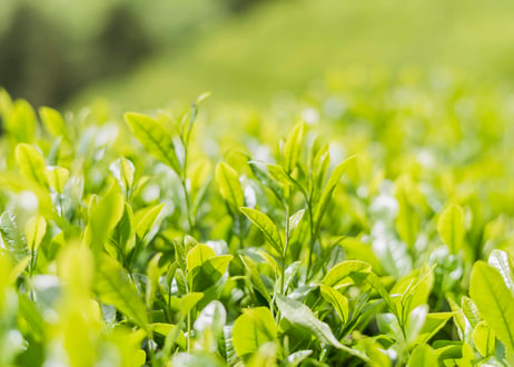 茶和花の『飲むお茶』