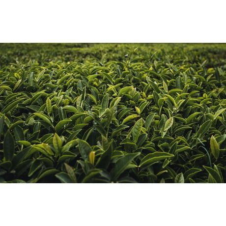 料理人が考えた女性の為のお茶【美心膳茶 】200g業務用パック