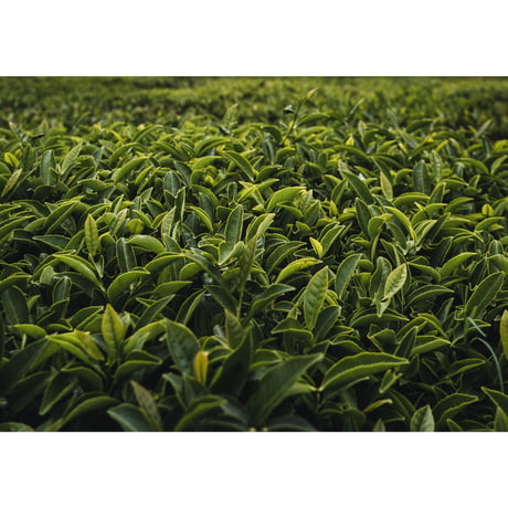 料理人が考えた女性の為のお茶【流麗薬膳茶】200g業務用パック