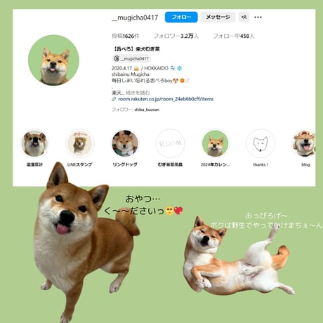 【舌ぺろ】柴犬むぎ茶 コインケース