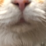 aboo