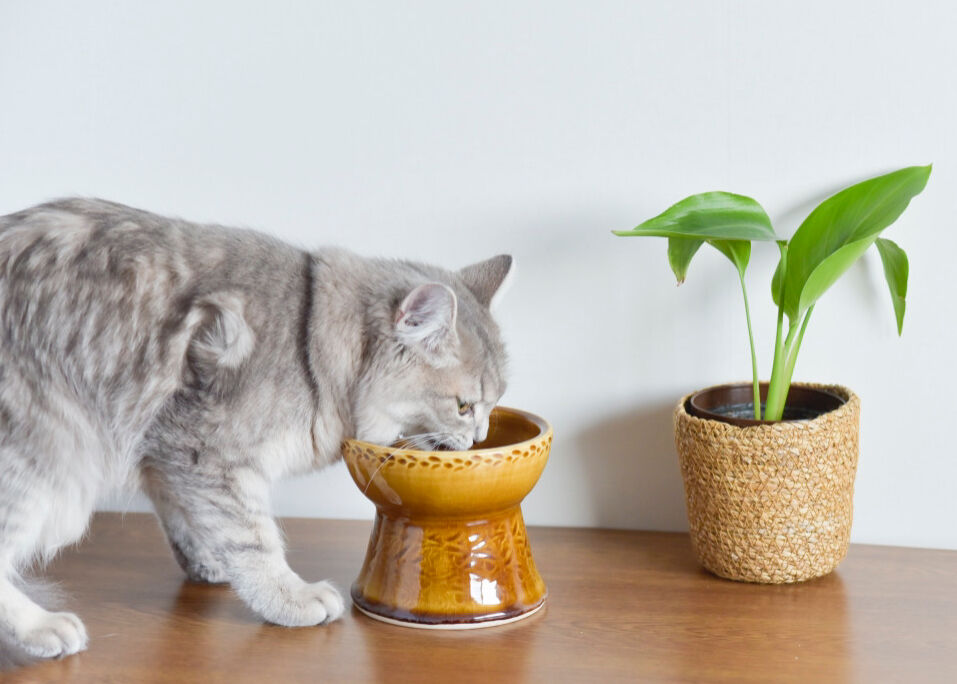 やちむんの皿とボウルセット やちむんマスタード】Tsunaguうつわセット（プレート・フードボウル