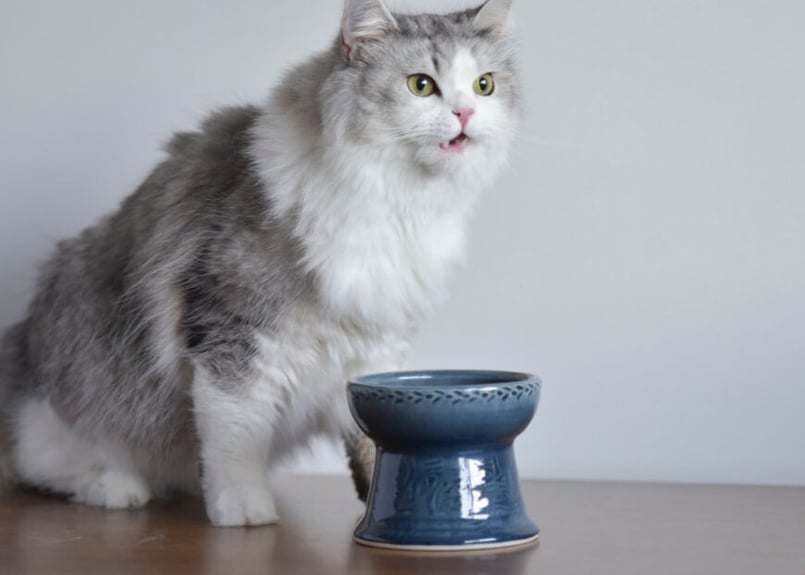 世界猫の日キャンペーン【やちむんネイビー】Tsunaguうつわ