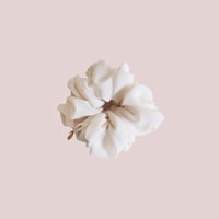 English rose chouchou