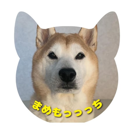 【まめもっっっち×VV】VVSTORES特典付きセット《B》※イベント対象外