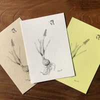 ポストカード（オフセット印刷）ムスカリ【用紙3種類】