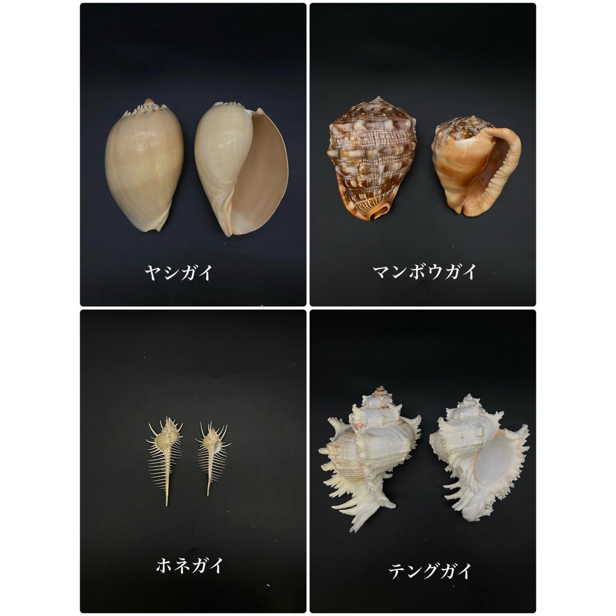 のオシャレな 貝殻 マンボウ貝 15cm - マンボウ貝 標本用品 13cm