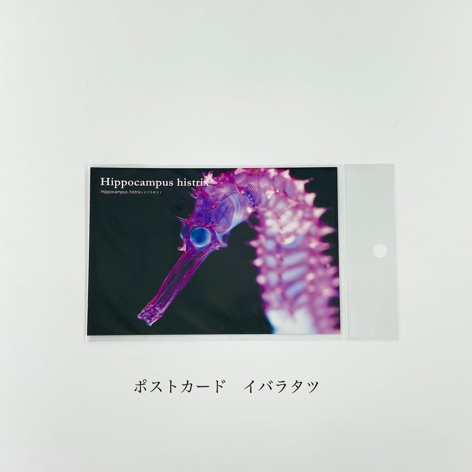 6513ad701ef430002f1cf854