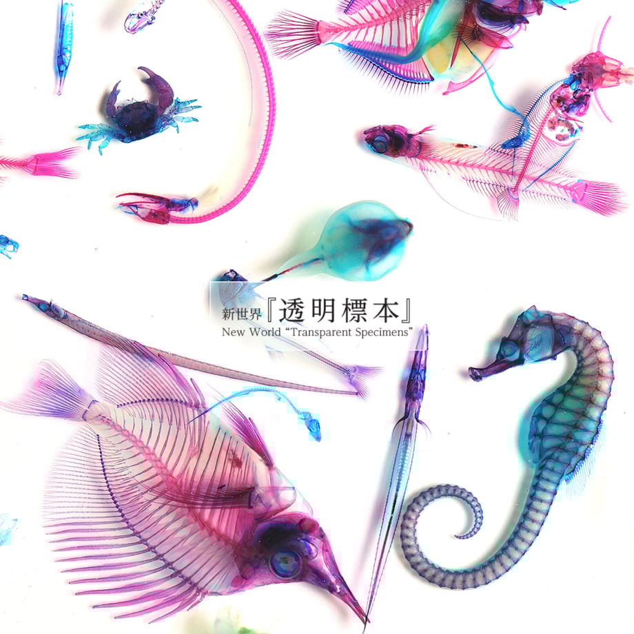 654b49f9dbcf25002d3ad954