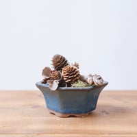 卓上ミニ盆栽