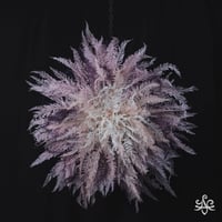 花火（菖蒲）