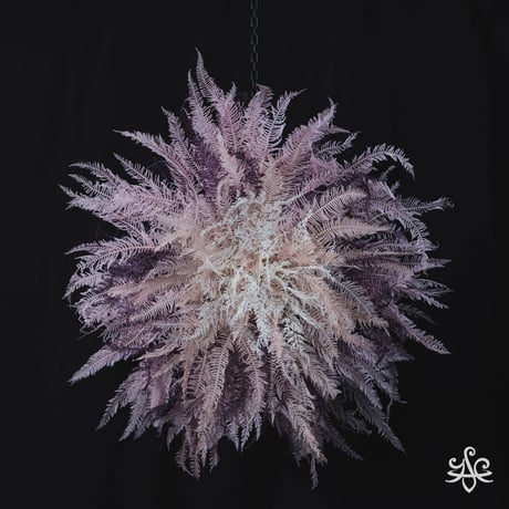 花火（菖蒲）