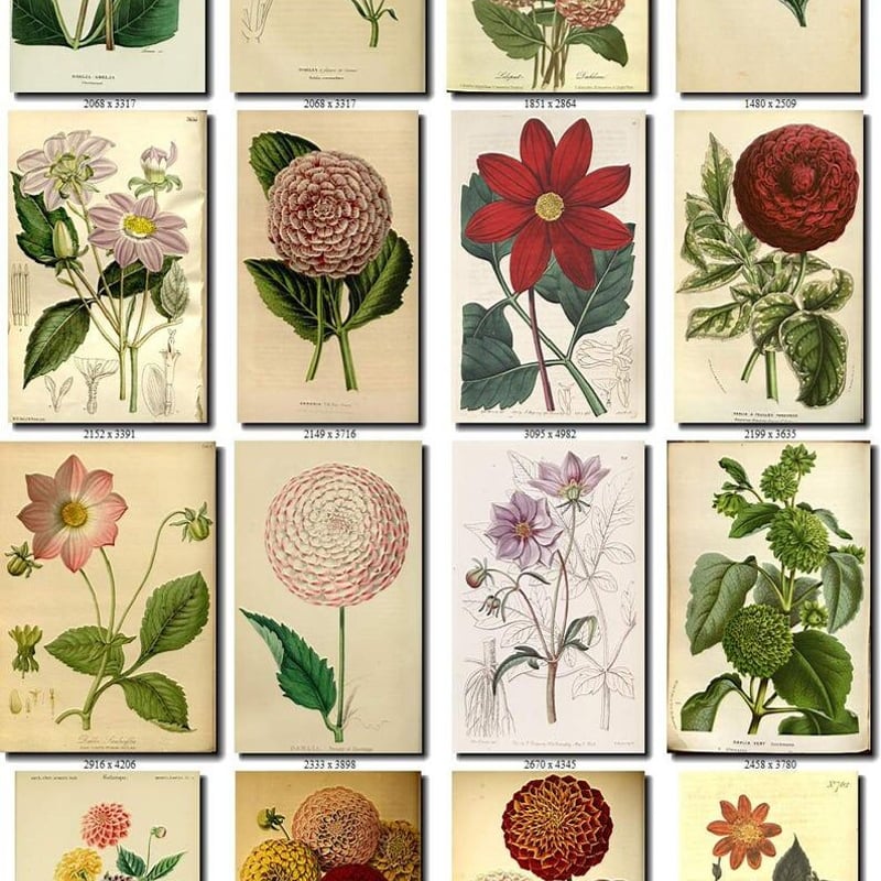 花 絵画コレクション ダリア1 | Vintage design Lab