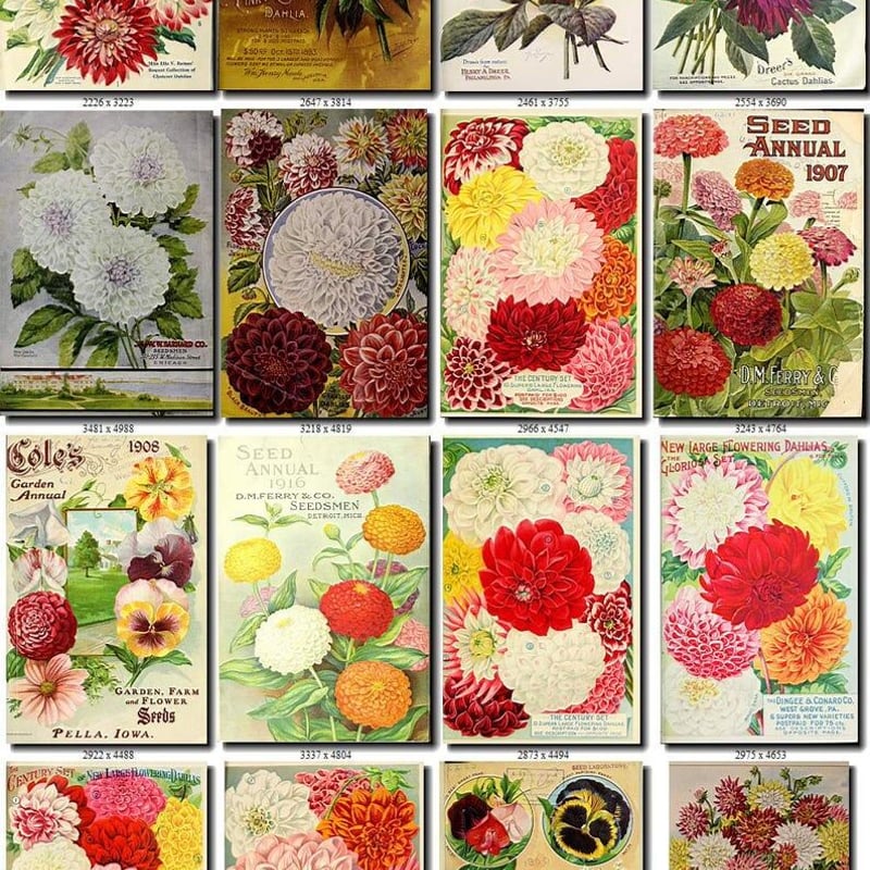 花 絵画コレクション ダリア1 | Vintage design Lab