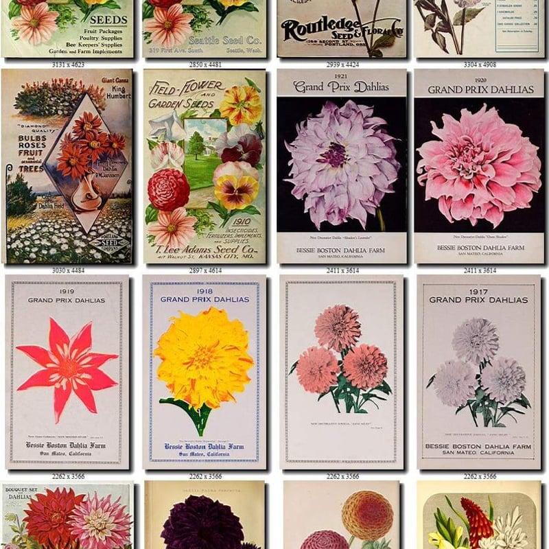 絵画　Dahlia 花 絵画コレクション ダリア1 | Vintage design Lab