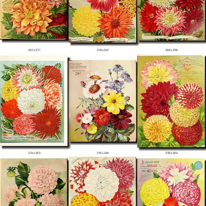 絵画　Dahlia 花 絵画コレクション ダリア1 | Vintage design Lab