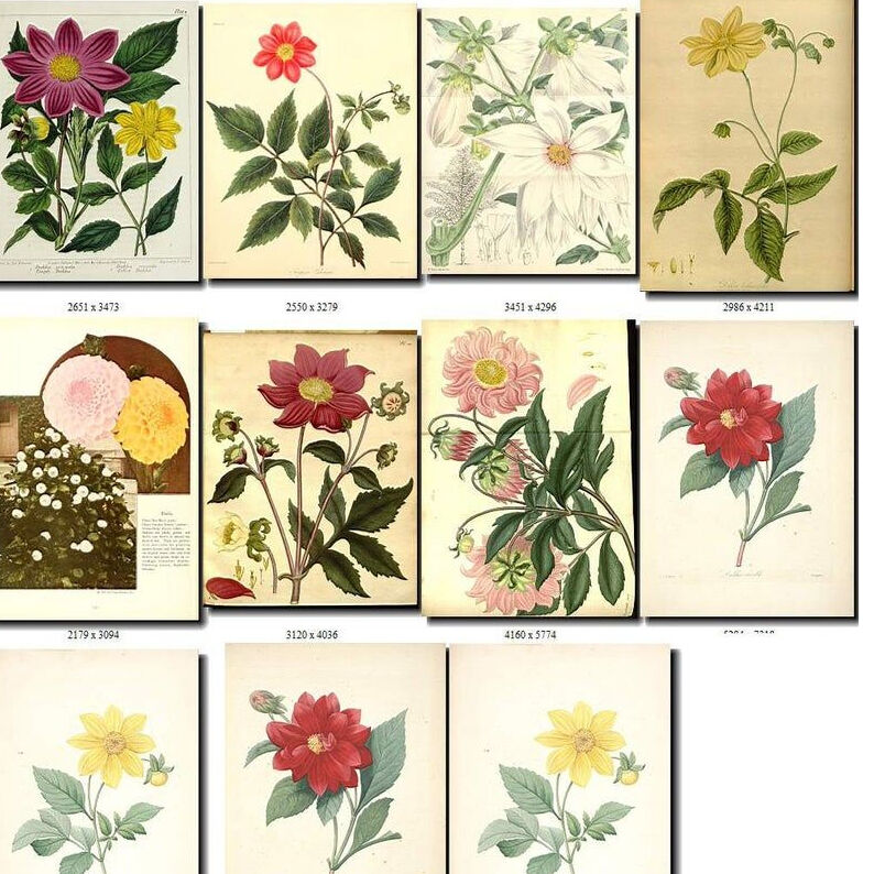 花 絵画コレクション ダリア1 | Vintage design Lab