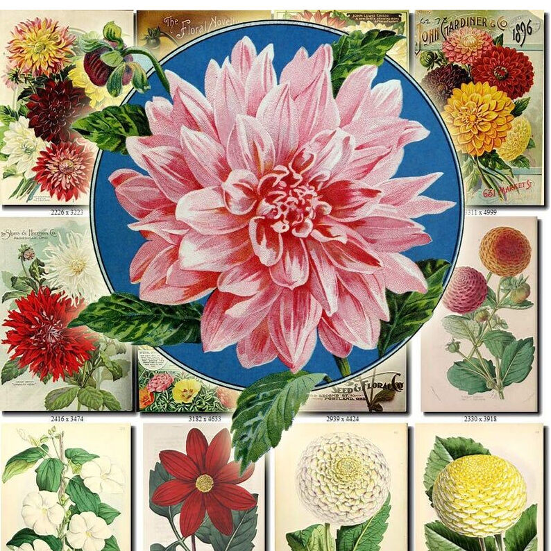 絵画　生き物　花　Dahlia 絵画 生き物 花 Dahlia 絵画 生き物 花 Dahlia 絵画生き物花Dahlia