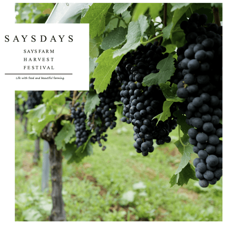 【限定200名】「SAYSDAYS  DAY1」チケット