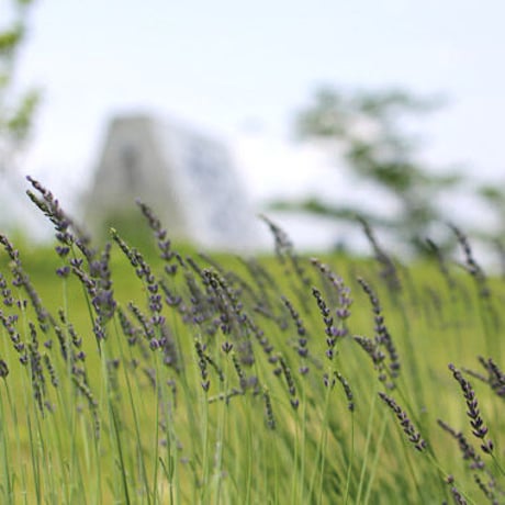 herbarium　(SAYSFARMで採れたハーブ)