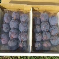 オータムキュート約4㎏！ オータムキュート（約2kg） | 高見澤プルーン園