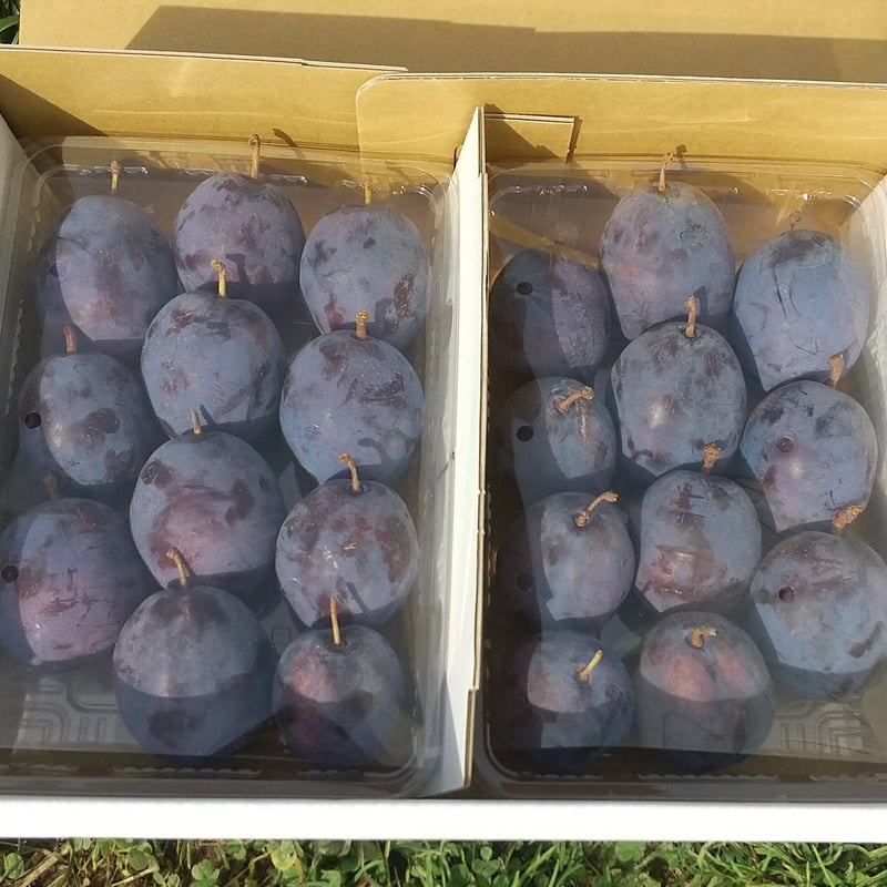 オータムキュート約4㎏！ 期間限定！完熟プルーン【オータムキュート】約400g×4パック：長野県産