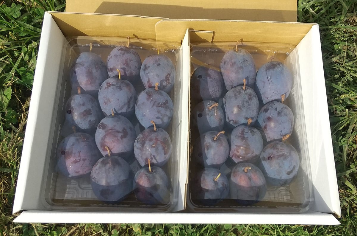 オータムキュート約4㎏！ fit=scale-down,w=1200