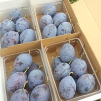 プルーン（オータムキュート）4箱 ※残り僅か | 【穂のぼの農園