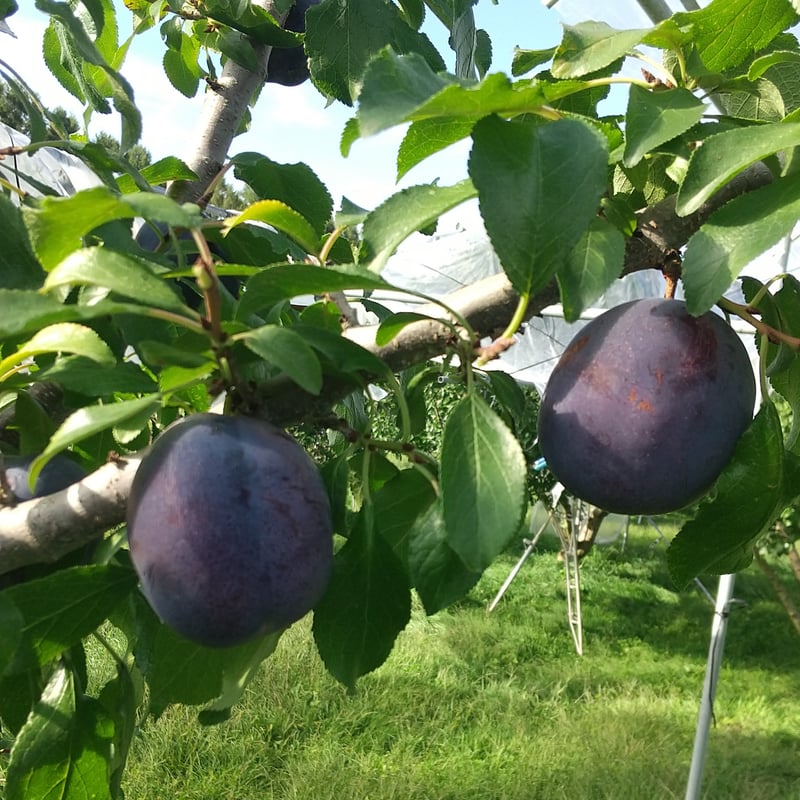 オータムキュート約4㎏！ fit=scale-down,w=1200